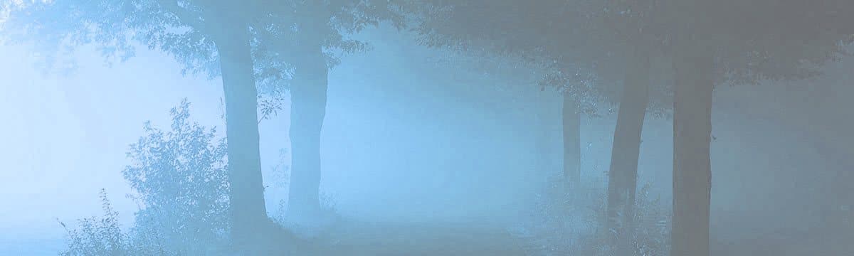 Quiet blue misty forest, suggesting the fog of trauma symptoms that PTSD therapy helps lift