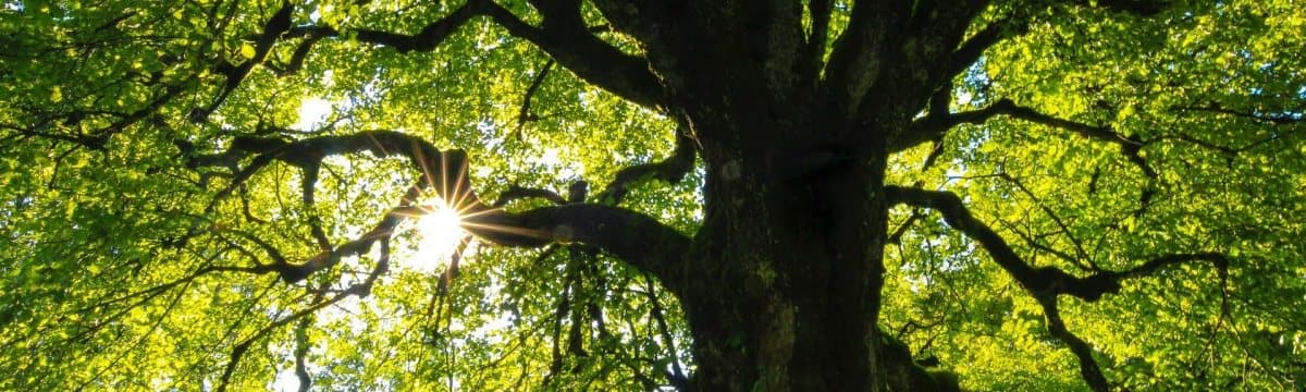 Sunlight breaking through a green tree canopy, a sign of renewal during depression treatment